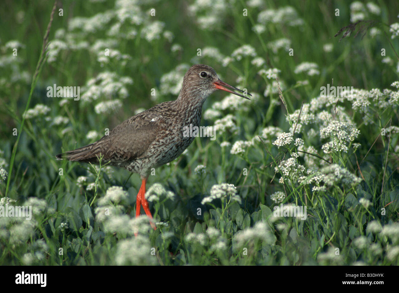 Rotschenkel gemeinsame Rotschenkel Tringa totanus Stockfoto