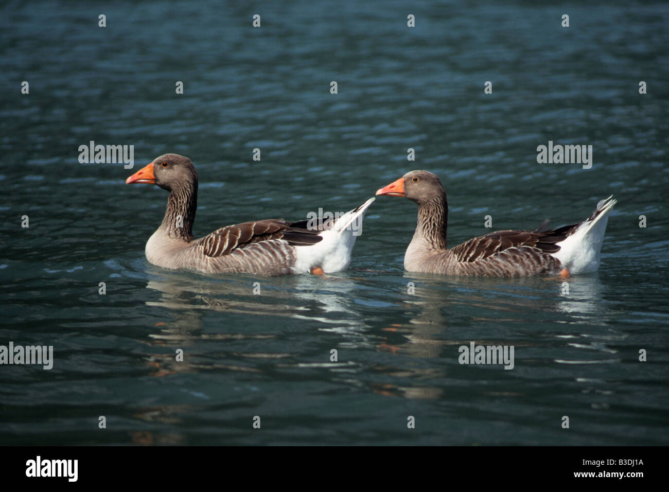 Graugans grauen Graylag Gans Anser Anser Gourmet Chilkoot Lake Alaska USA Stockfoto