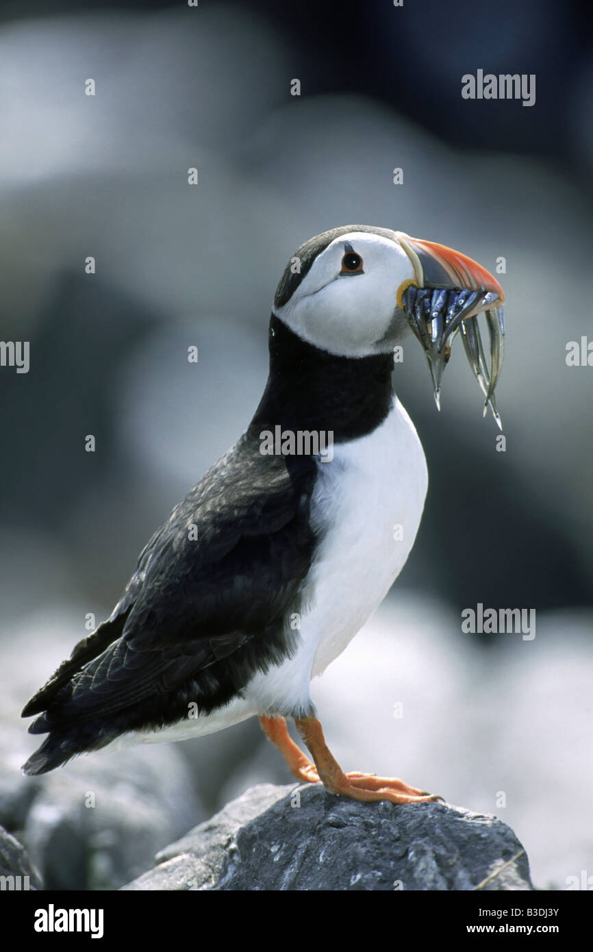 Gemeinsamen Papageitaucher Fratercula Arctica Papageitaucher Mit Sandaale Im Schnabel Farne Islands Grundnahrungsmittel Insel England Stockfoto