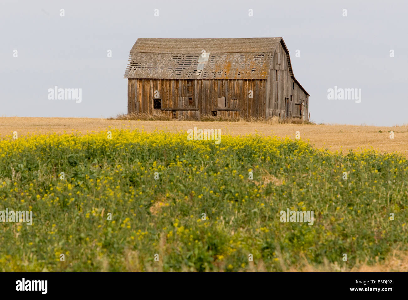 Alte Scheune in einem Prärie-Feld Stockfoto