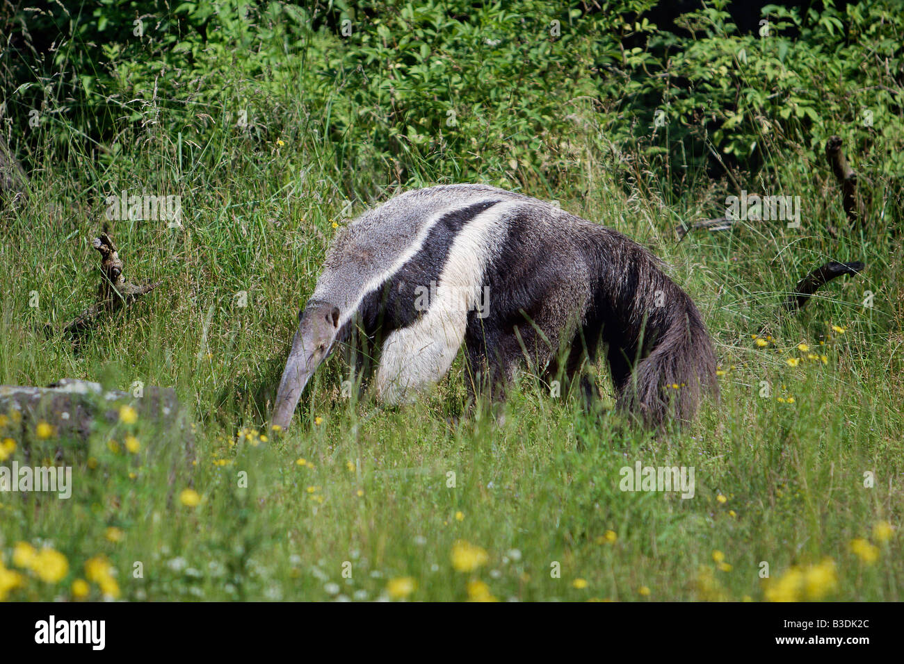 Gigantische Ameisenbär gröberen Ameisenbaer Myrmecophaga tridactyla Stockfoto