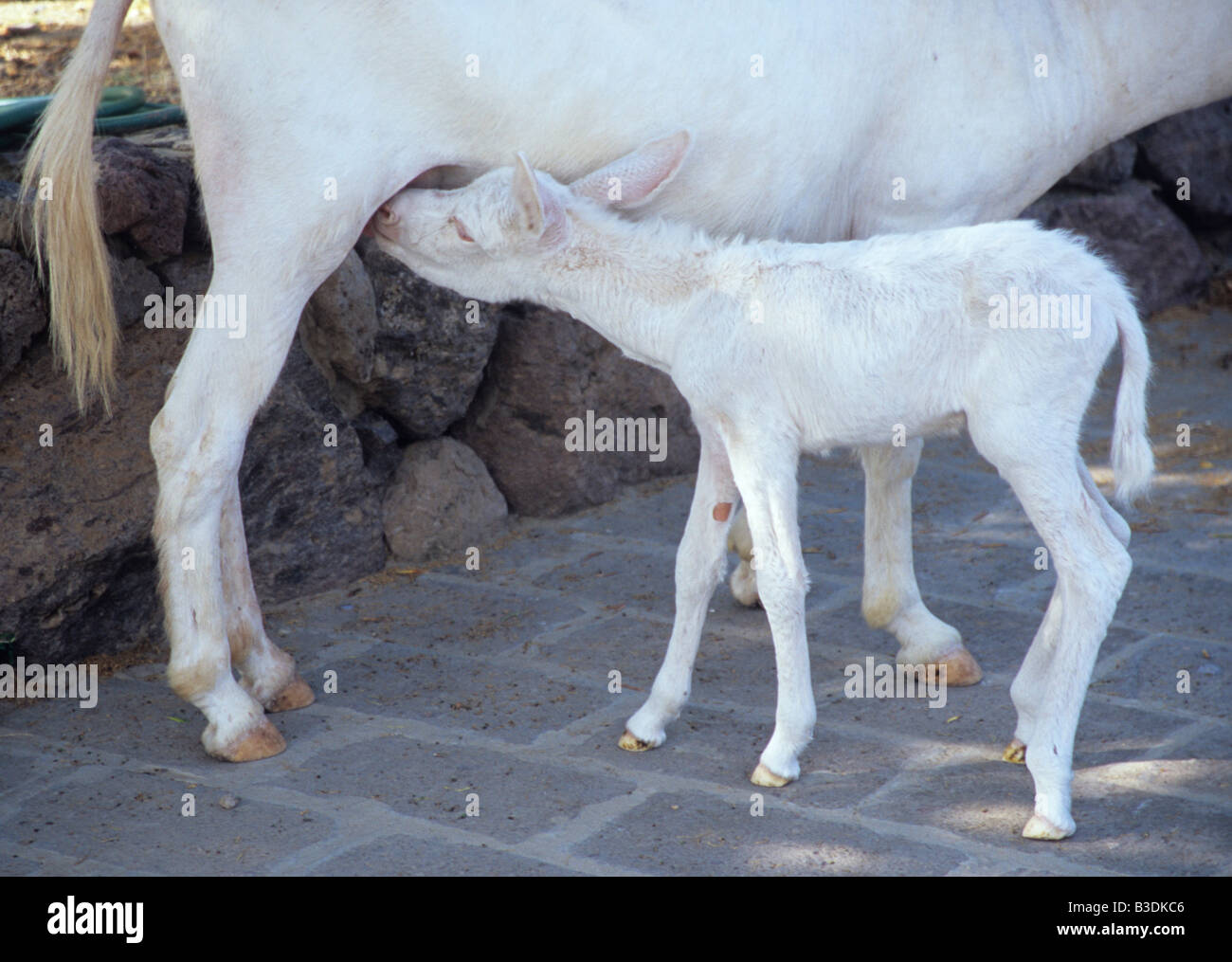 Italien, Sardinien, Esel (Equus Asinus), Erwachsene mit Fohlen Stockfoto