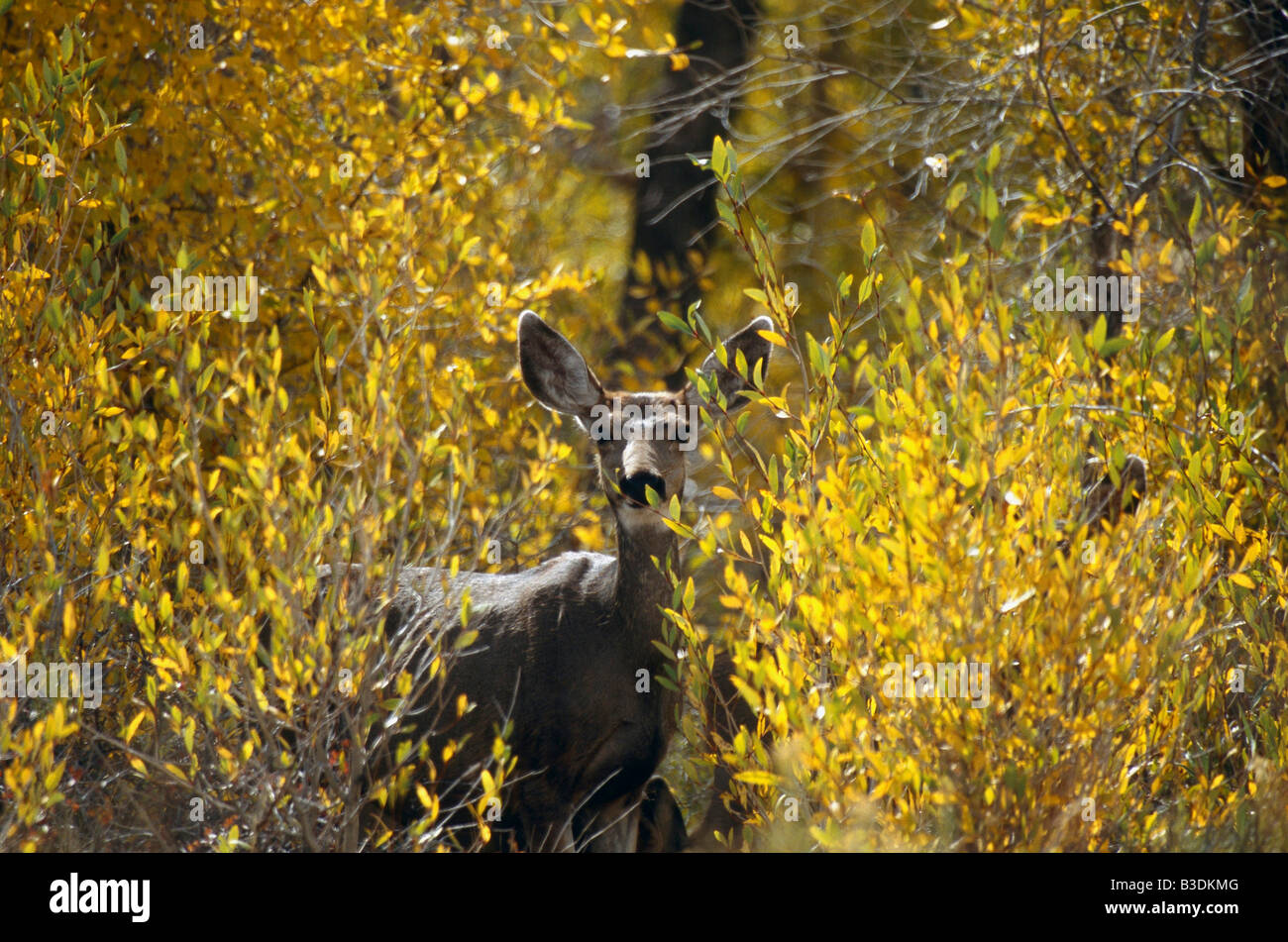 Maultierhirsch Schwarzwedelhirsch Grossohrhirsch Odocoileus Hemionus