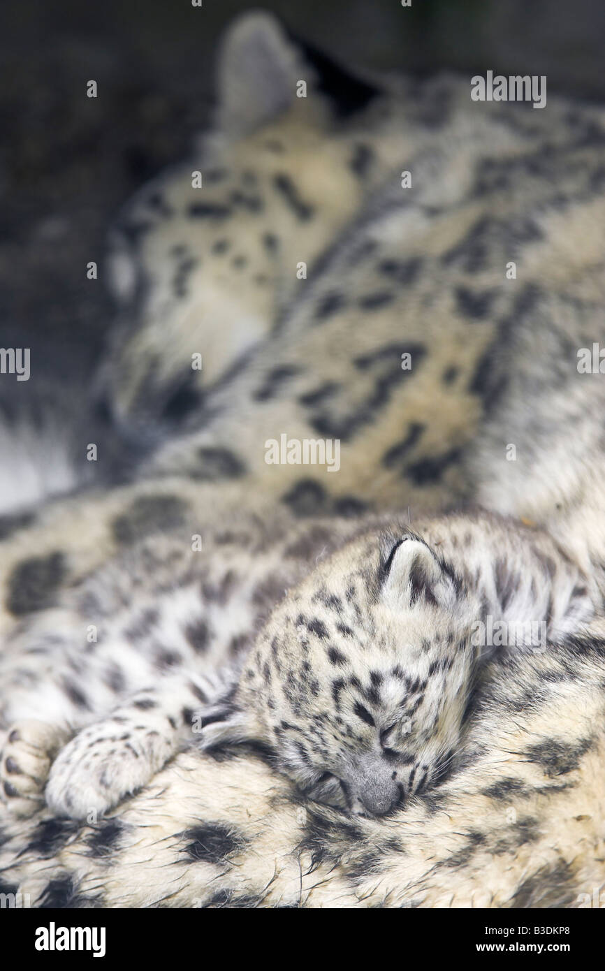 Schneeleopard Uncia Uncia Snow Leopard einen Monat alt Cub auf Erwachsenen schlafen Stockfoto