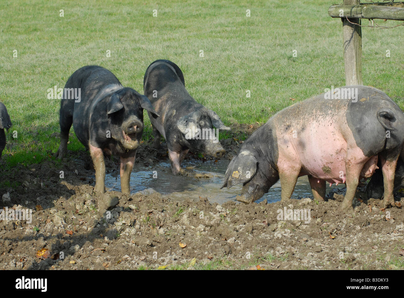 Schwäbisch Haellisches Landschwein schwäbischen Schwein deutsche Rasse Stockfoto