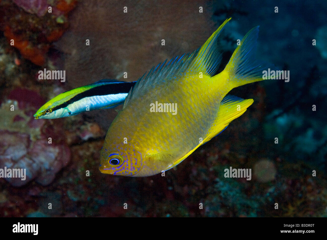 Sauberer Lippfisch Labroides Dimidiatus und goldener Riffbarsch Amblyglyphidodon Aureus in Indonesien Komodo National Park Stockfoto