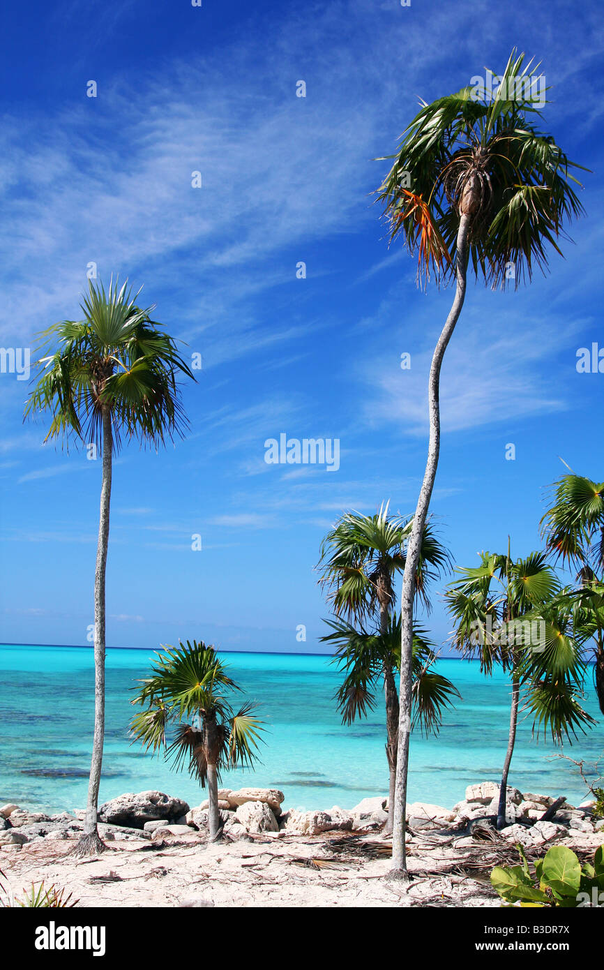 Silberne Palmen auf Kalksteinfelsen auf einen Cay in Turks- und Caicosinseln. Stockfoto