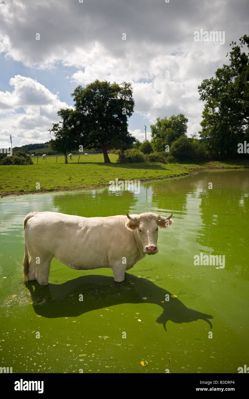 Charolais Kuh (Bos Taurus Domesticus) Auffrischung selbst in einem Teich (Frankreich). Charolaise Se Rafraîchissant Dans Une Mare. Frankreich Stockfoto
