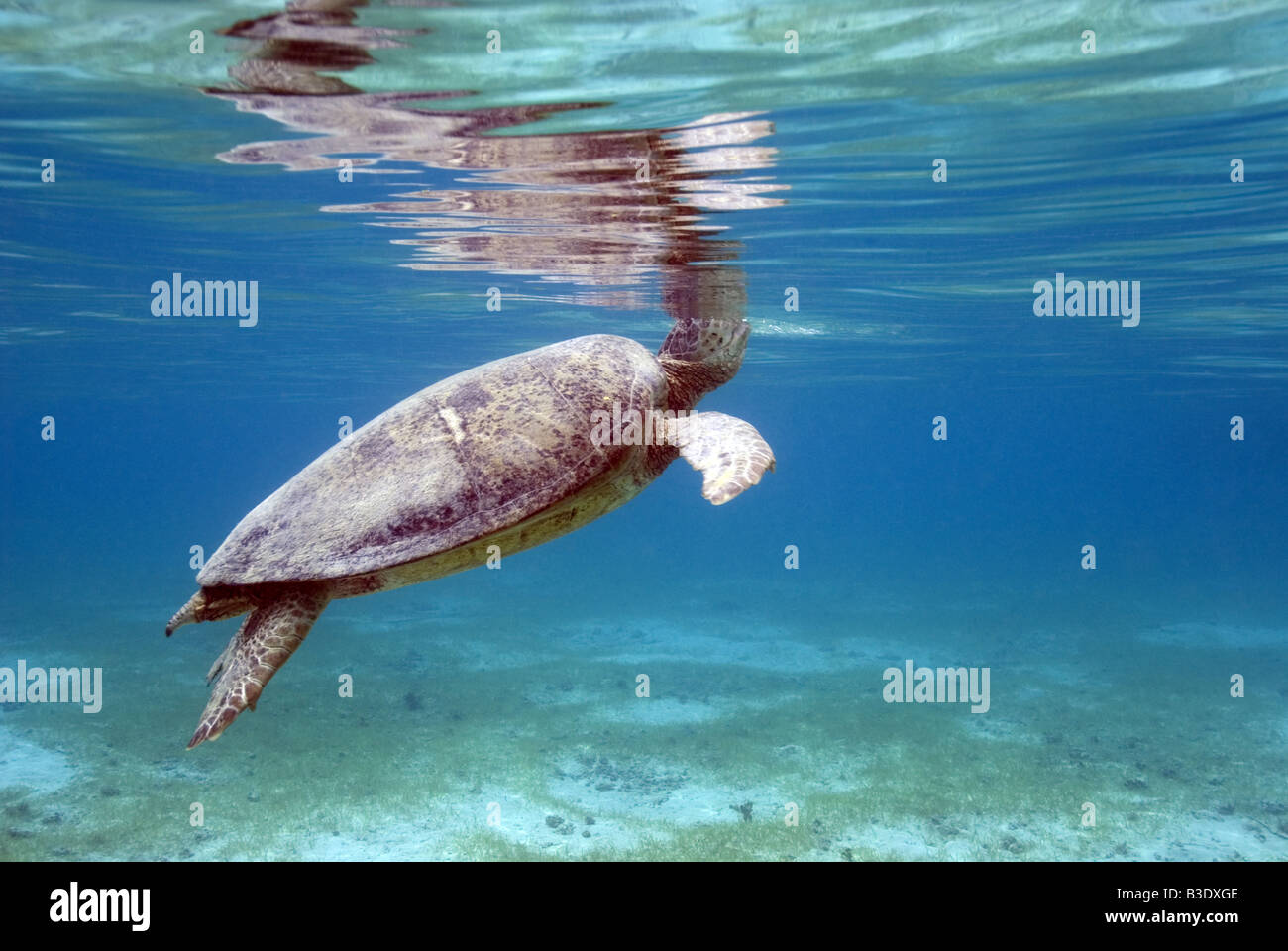 Grüne Schildkröte schwimmen an der Oberfläche nach Luft über den Seegras Boden unter Wasser Stockfoto
