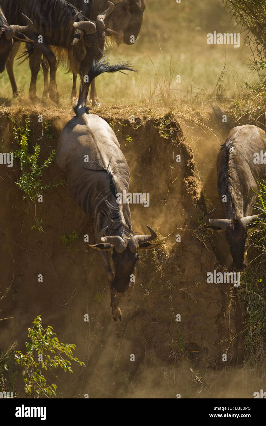 Ein paar Gnus Sprung von der einen Damm auf den Mara Fluss in der Masai Mara während der jährlichen Migration Staub fliegen in der frühen Morgensonne Stockfoto
