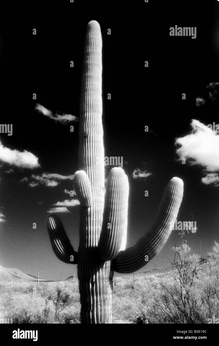 Ein einzelnes Kaktus Baum mit einem dunklen Himmel, schwarz & weiß. Arizona, USA Stockfoto