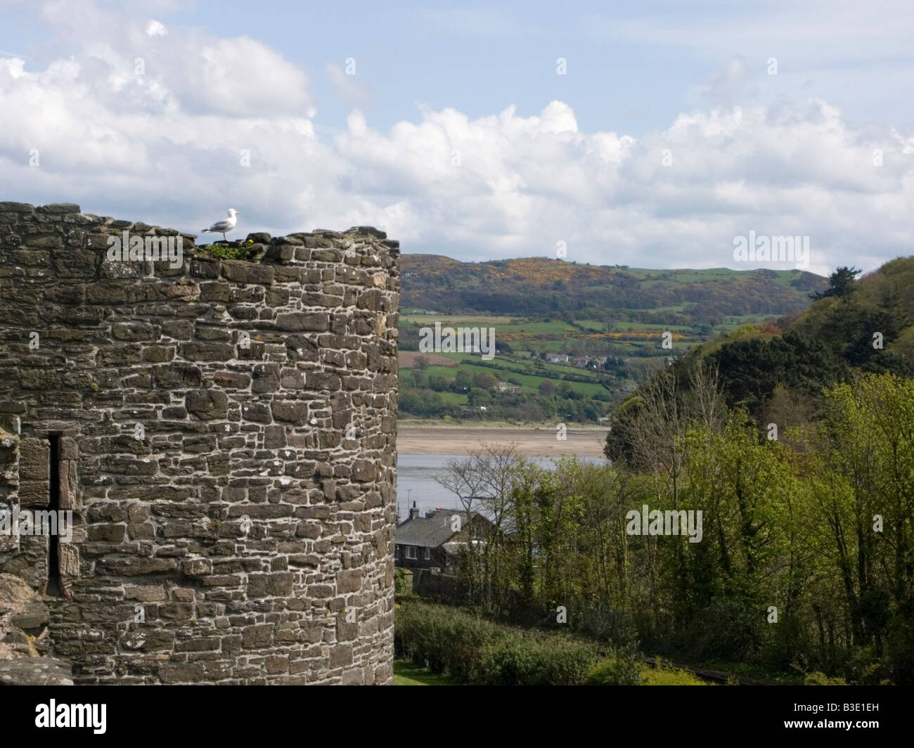 Silbermöwe auf der Stadtmauer von Conwy nahe der Burg mit der Mündung des Flusses Conway hinter Conwy, Nordwales Stockfoto