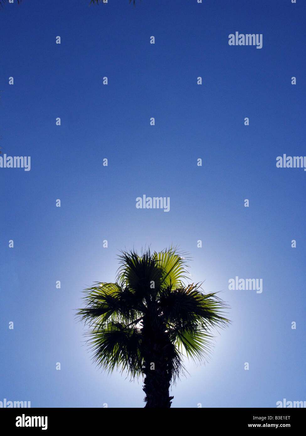 Der Spitze einer Palme in klaren, blauen Himmel Stockfoto