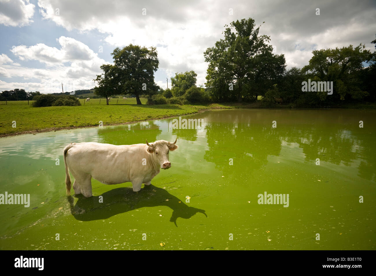 Charolais Kuh (Bos Taurus Domesticus) Auffrischung selbst in einem Teich (Frankreich). Charolaise Se Rafraîchissant Dans Une Mare. Frankreich Stockfoto