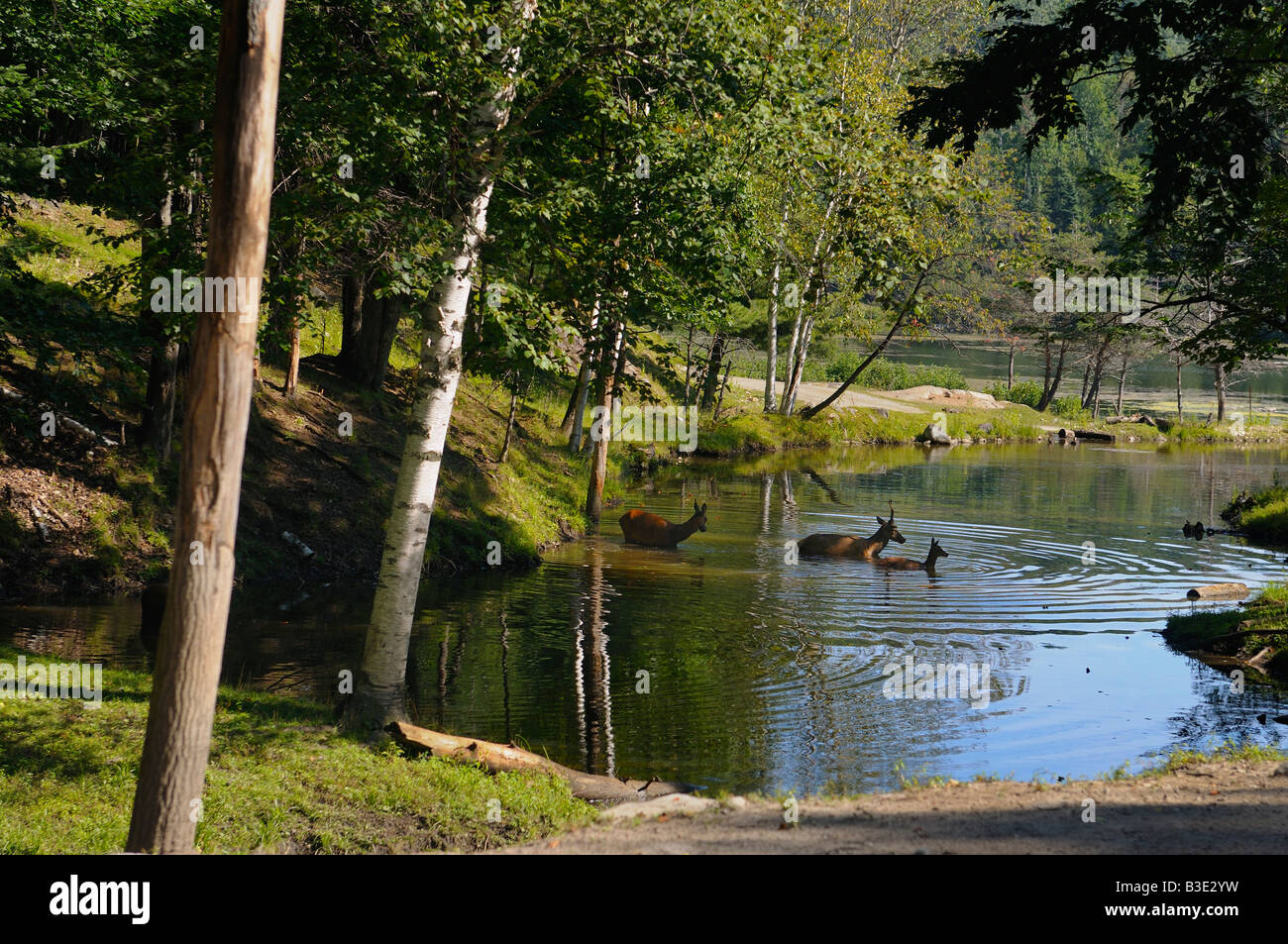 Vater Mutter und Fawn Rotwild, die über einen großen Teich in Quebec Natur behalten sich Omega Park Stockfoto