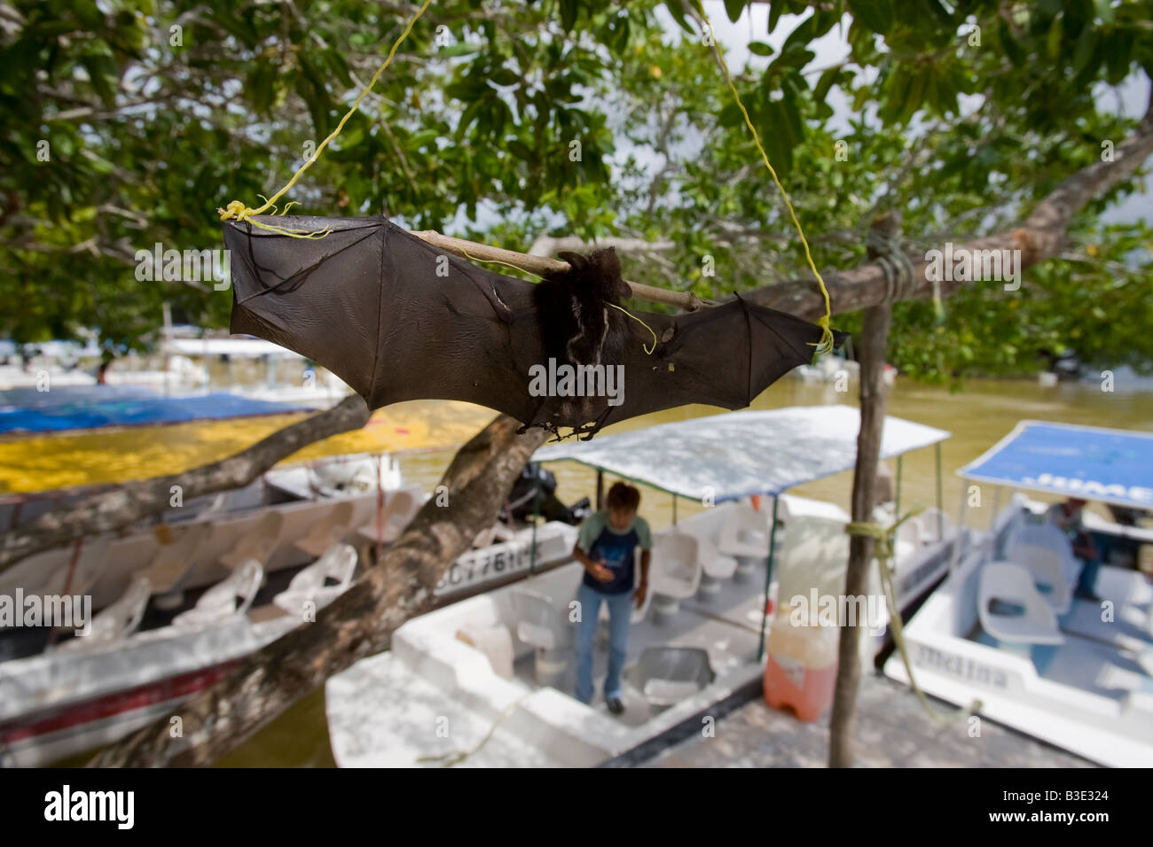 Eine tote Fledermaus hängen von einem Baum in Mexiko Stockfoto