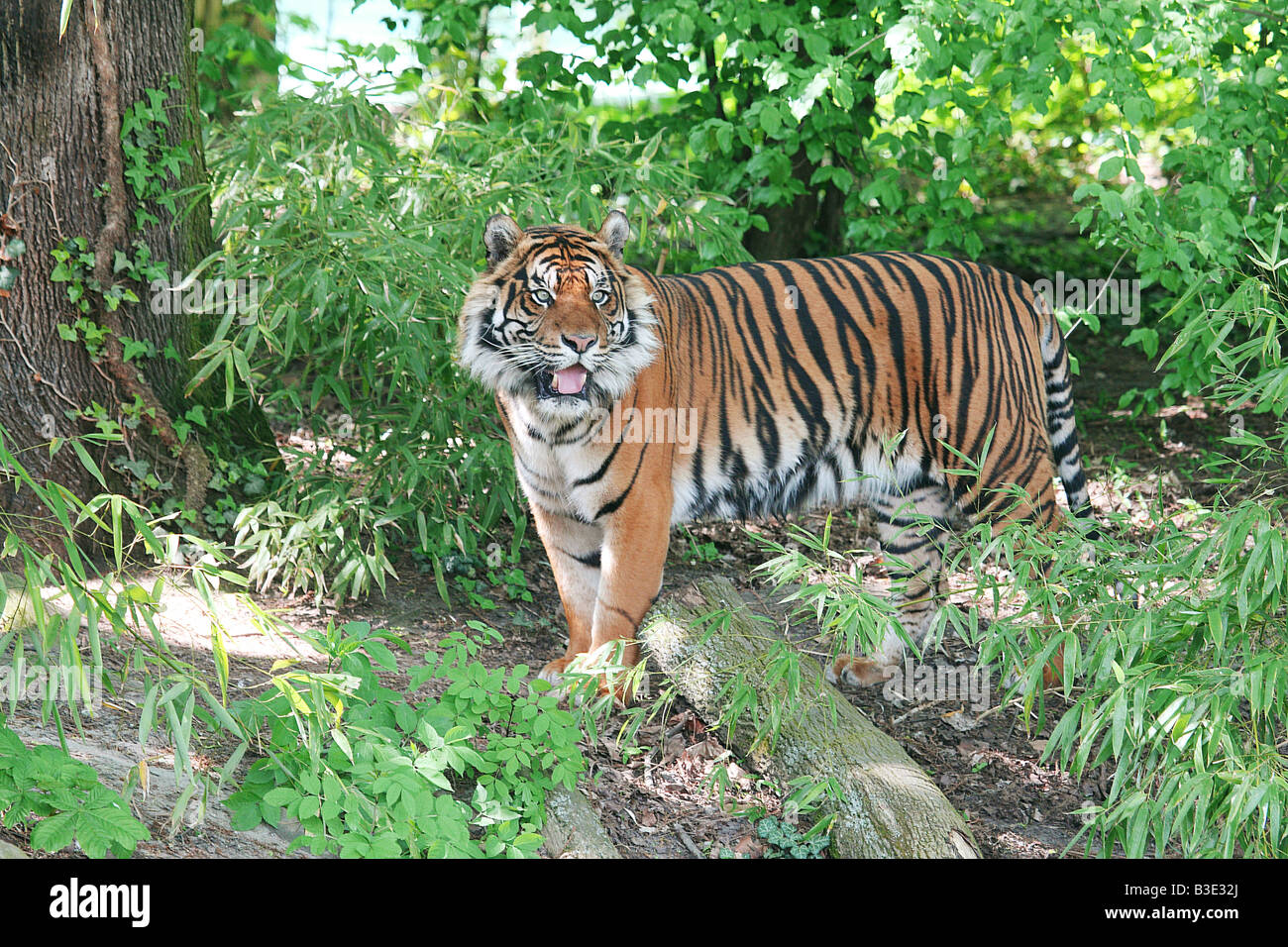 Sumatra-Tiger / Panthera Tigris Sumatrae Stockfoto