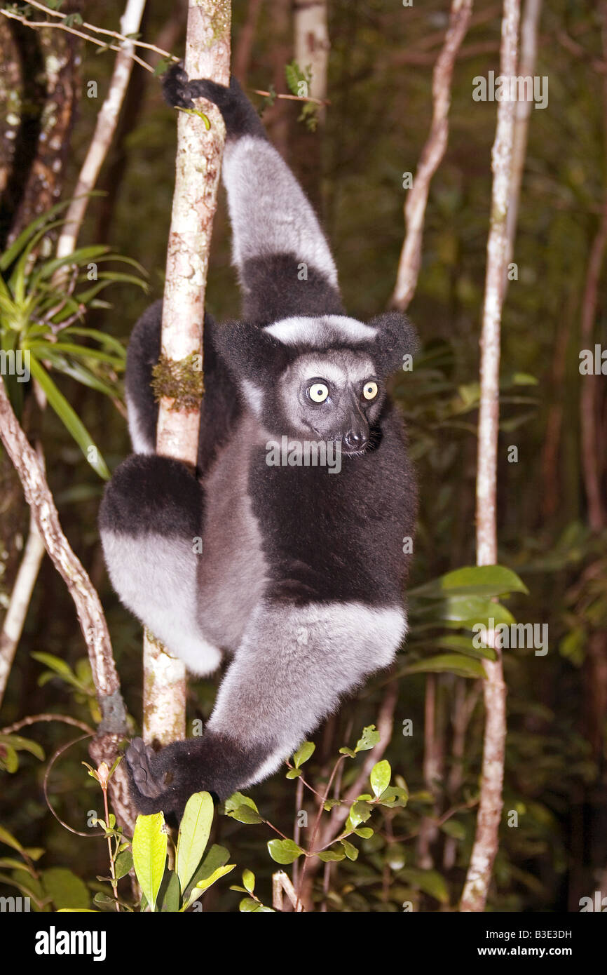 Indri auf Baum / Indri Indri Stockfoto