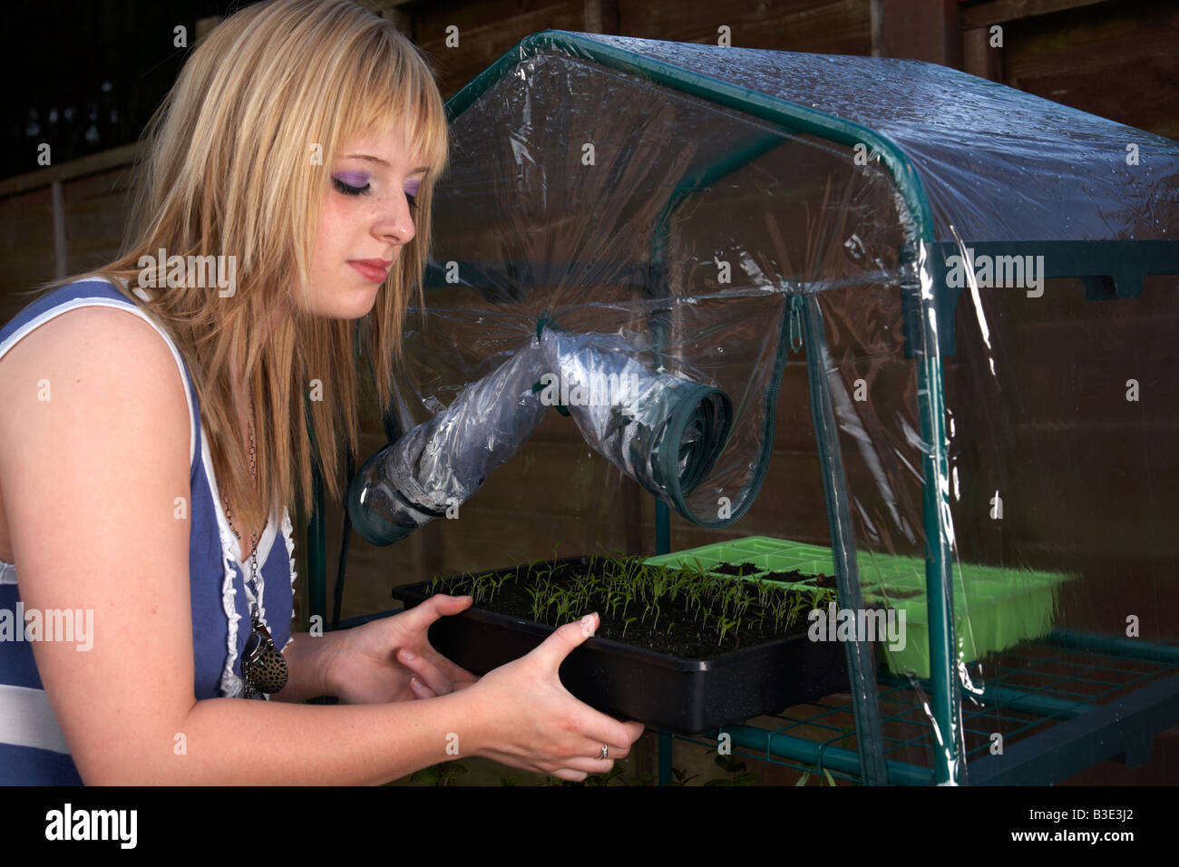 junge blonde behaarte Frau späten Teenager frühen zwanziger Jahren tendenziell ein Tablett mit Petersilie Kraut Sämlinge in einem Mini-Gewächshaus im Garten Stockfoto