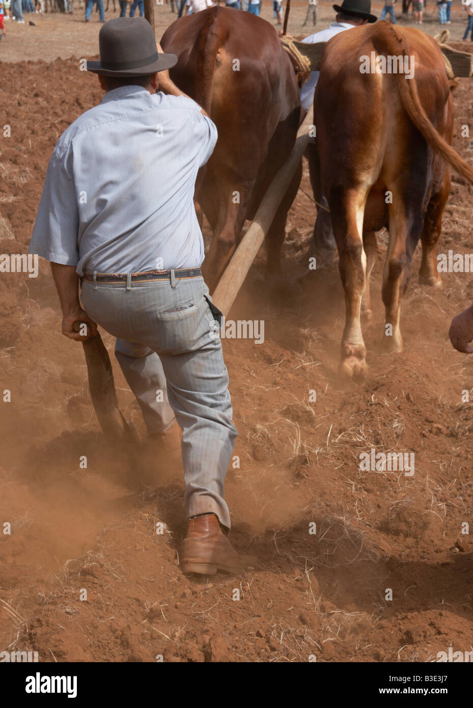 Spanische Bauern Pflügen mit Bullen und hölzernen Pflug auf landwirtschaftliche Messe auf Gran Canaria auf den Kanarischen Inseln. Stockfoto