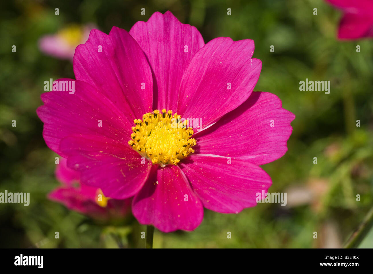 Eine rosa Blume Kosmos Cosmos Bipinnatus dieser Art eine halbe Hardy jährliche August 2008 gilt Stockfoto