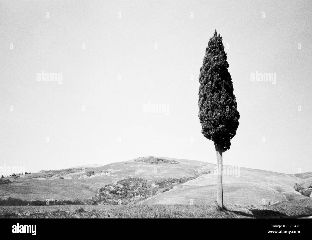 Toskana Italien schwarz & weiße Landschaft mit einem einzigen Baum Stockfoto