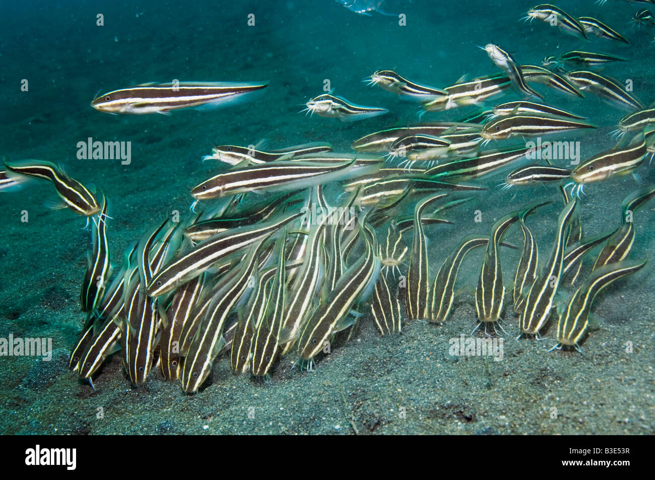 Gestreiften Wels Plotosus Lineatus Lembeh Strait North Sulawesi Indonesien Stockfoto
