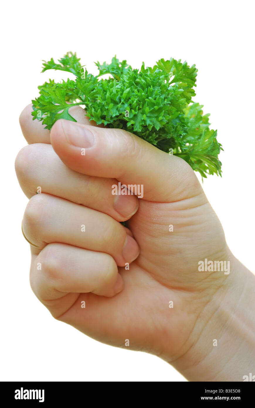 eine weibische Hand hält die Haufen von Grün auf weißem Hintergrund Stockfoto