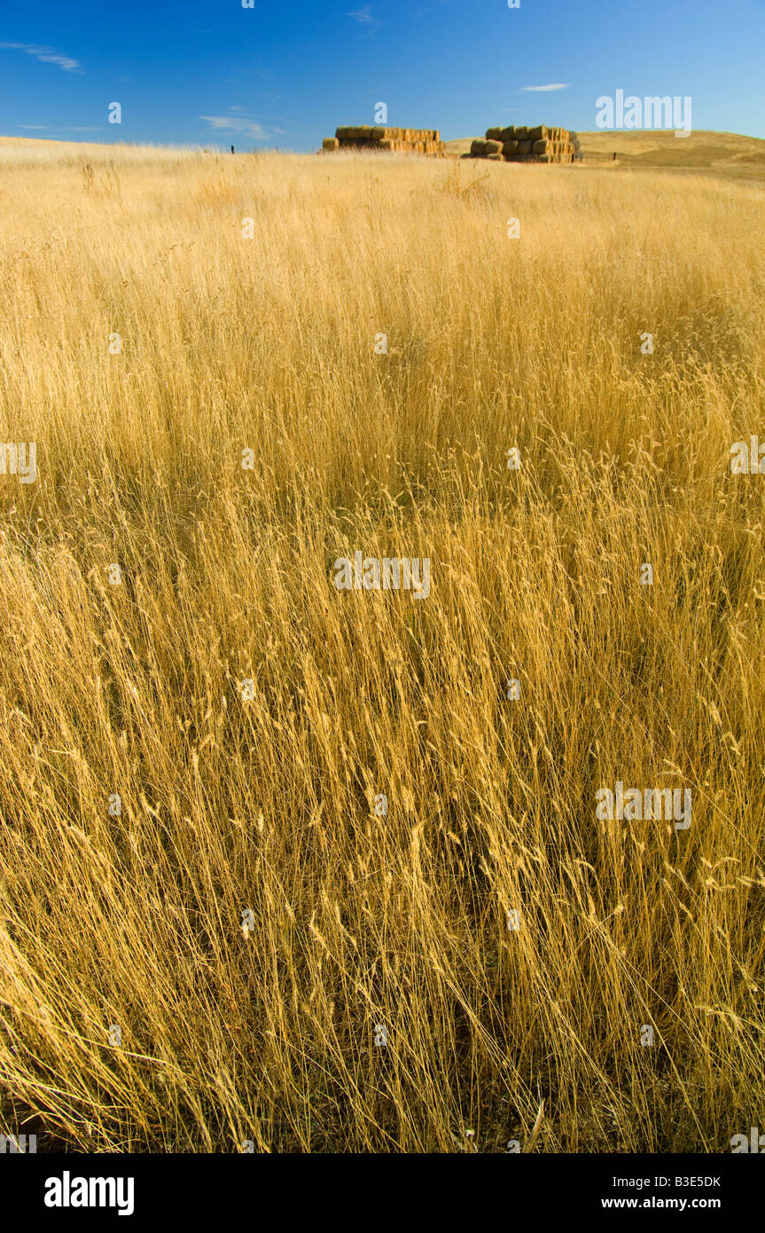 Ballen von Weizen in einem Weizenfeld in North Dakota Stockfoto