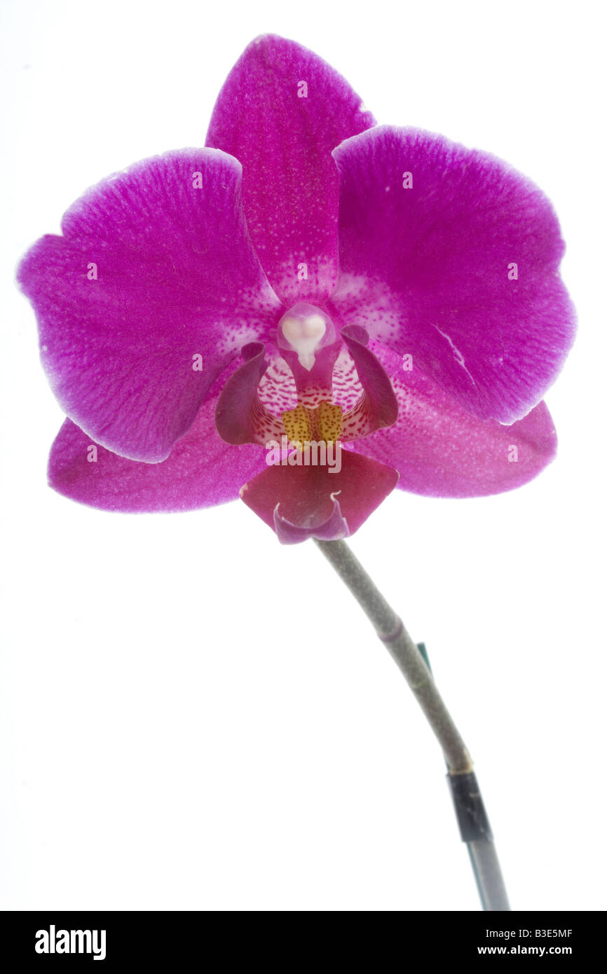 Eine Miniatur Orchideen ja es wirklich das ist rosa Stockfoto