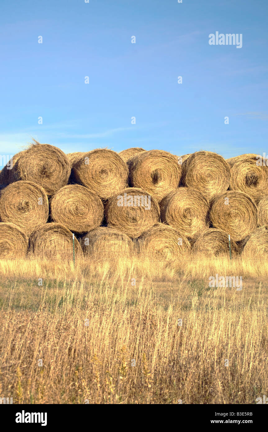 Ballen von Weizen in einem Feld von North Dakota Stockfoto