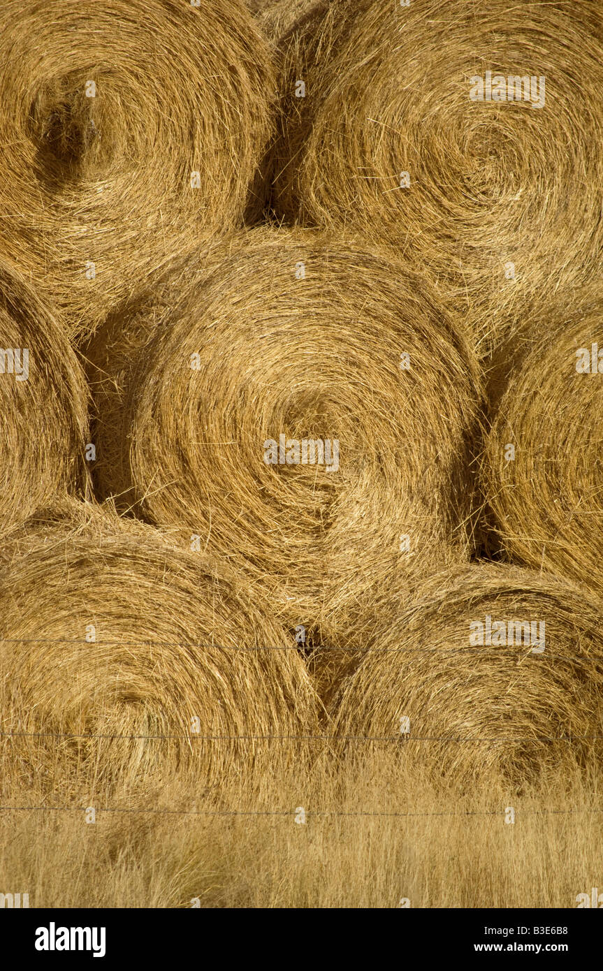 Ballen von Weizen in einem Feld von North Dakota Stockfoto
