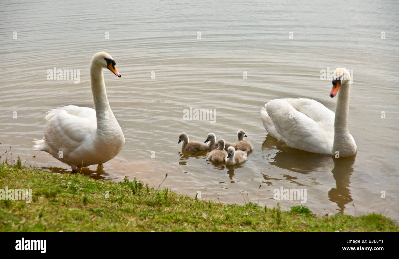 Eine Familie von Schwänen mit cygnets Stockfoto