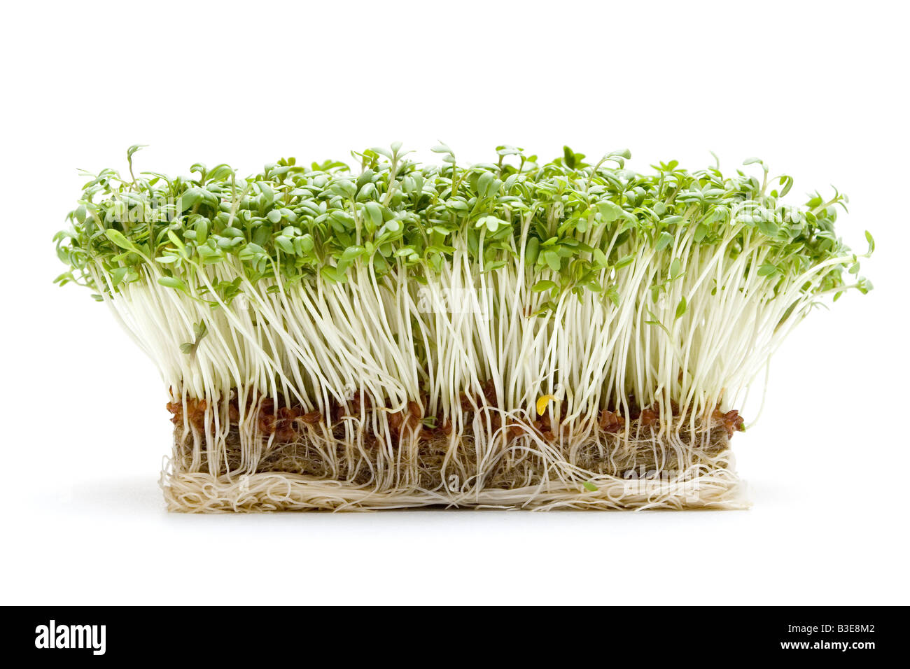 Kresse fertig geschnitten werden. Stockfoto