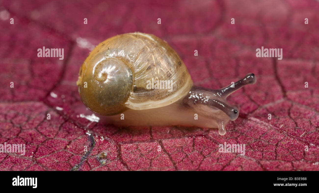 Juvenile gemeinsamen Garten Schnecke (braun Garten Schnecke) Cornu aspersum Stockfoto