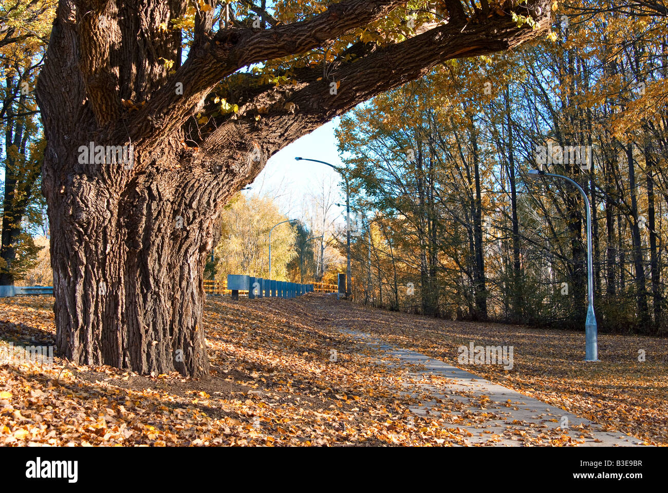 die Farben der Blätter im Herbst im park Stockfoto