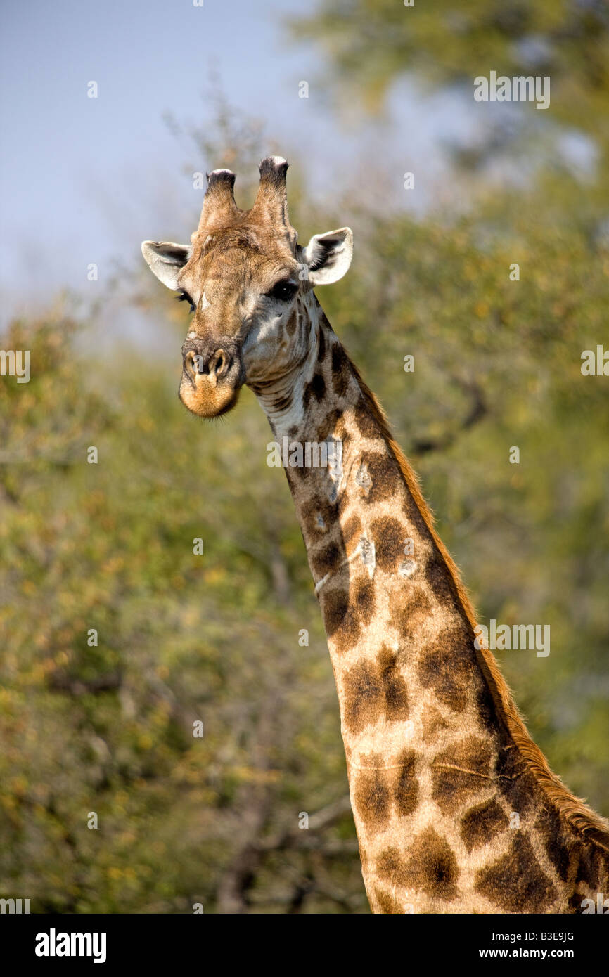 Giraffe (Giraffa Plancius), das höchste Land lebende Tier und das größte Wiederkäuer, Kruger Park, Südafrika, im Winter. Stockfoto