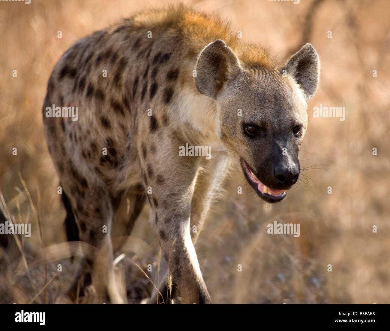 Frauen lachen Hyäne oder gefleckte Hyänen (Crocuta Crocuta) im Krügerpark in Südafrika. Stockfoto