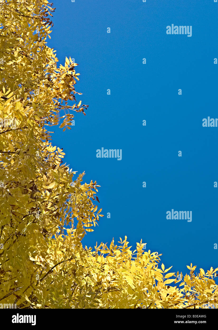 goldene Herbst Blätter machen einen großen Rahmen auf diesem blauen Himmel Stockfoto