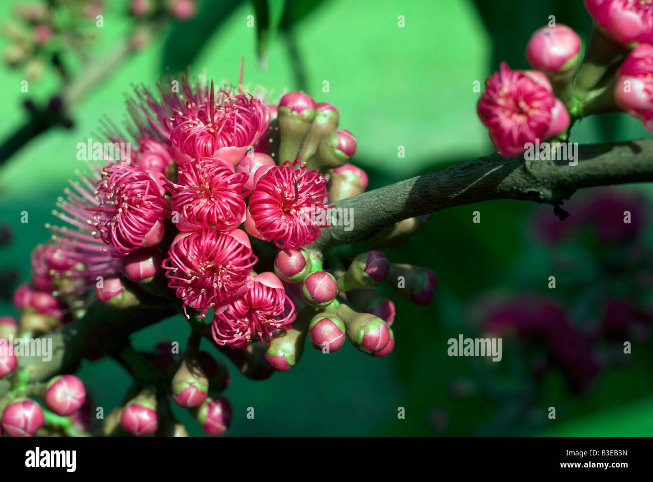 Die Blume der Syzygium Samarangense oder Eugenia Javanica ist eine Spezies in der Myrtaceae, einheimische Früchte von Indonesien Stockfoto