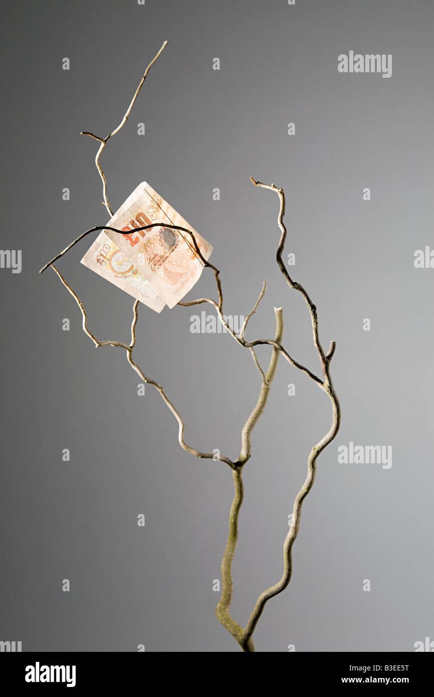 Zehn-Pfund-Note in einem Baum Stockfoto