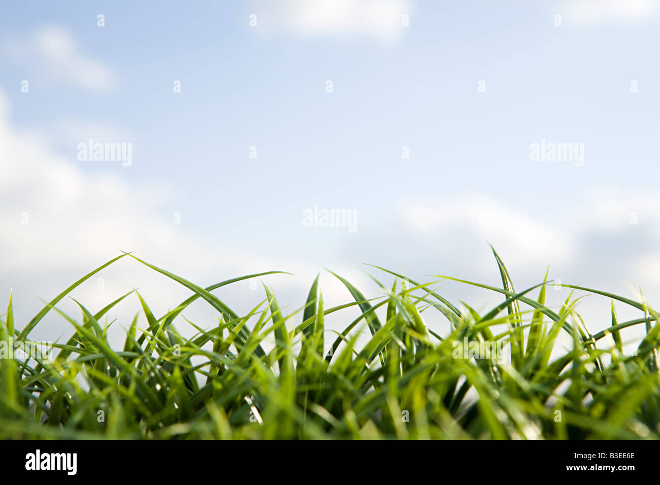 Gras und Himmel hautnah Stockfoto