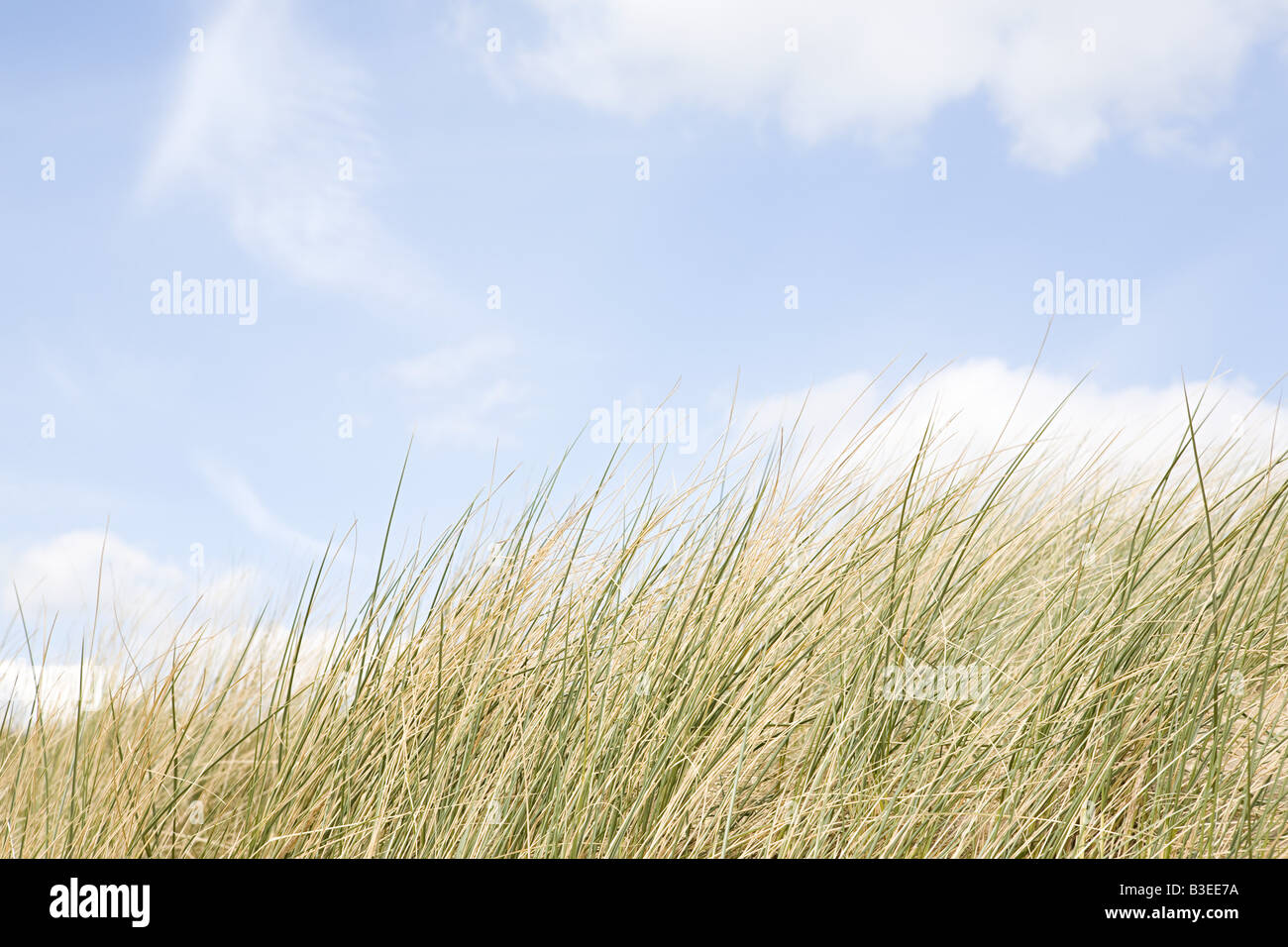 Himmel und Dünengebieten grass Stockfoto