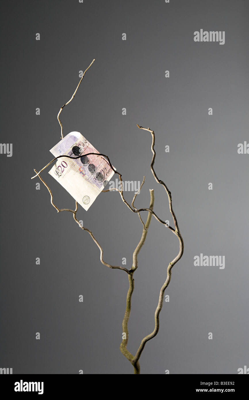 20-Pfund-Note in einem Baum Stockfoto