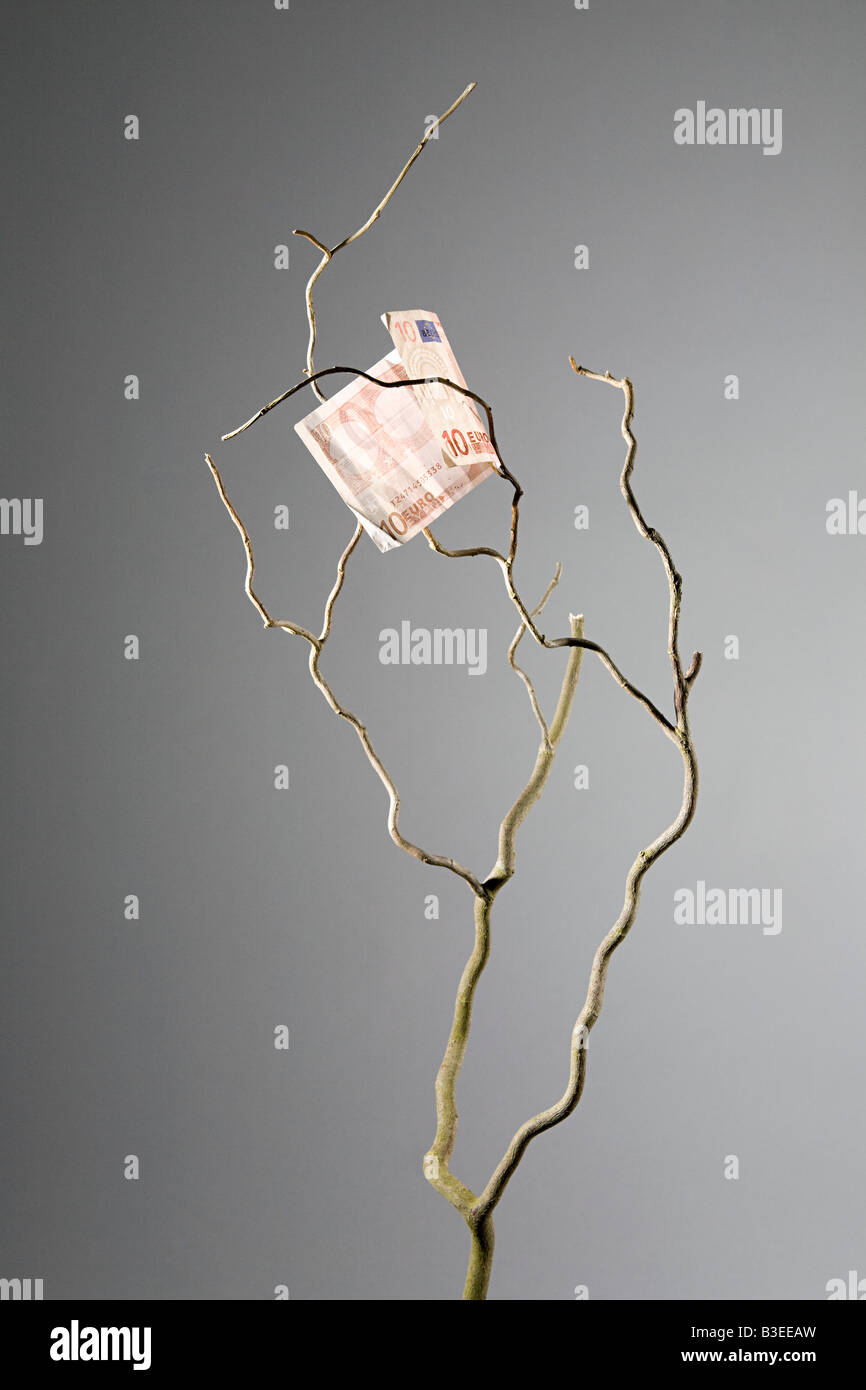 Zehn-Euro-Schein in einem Baum Stockfoto