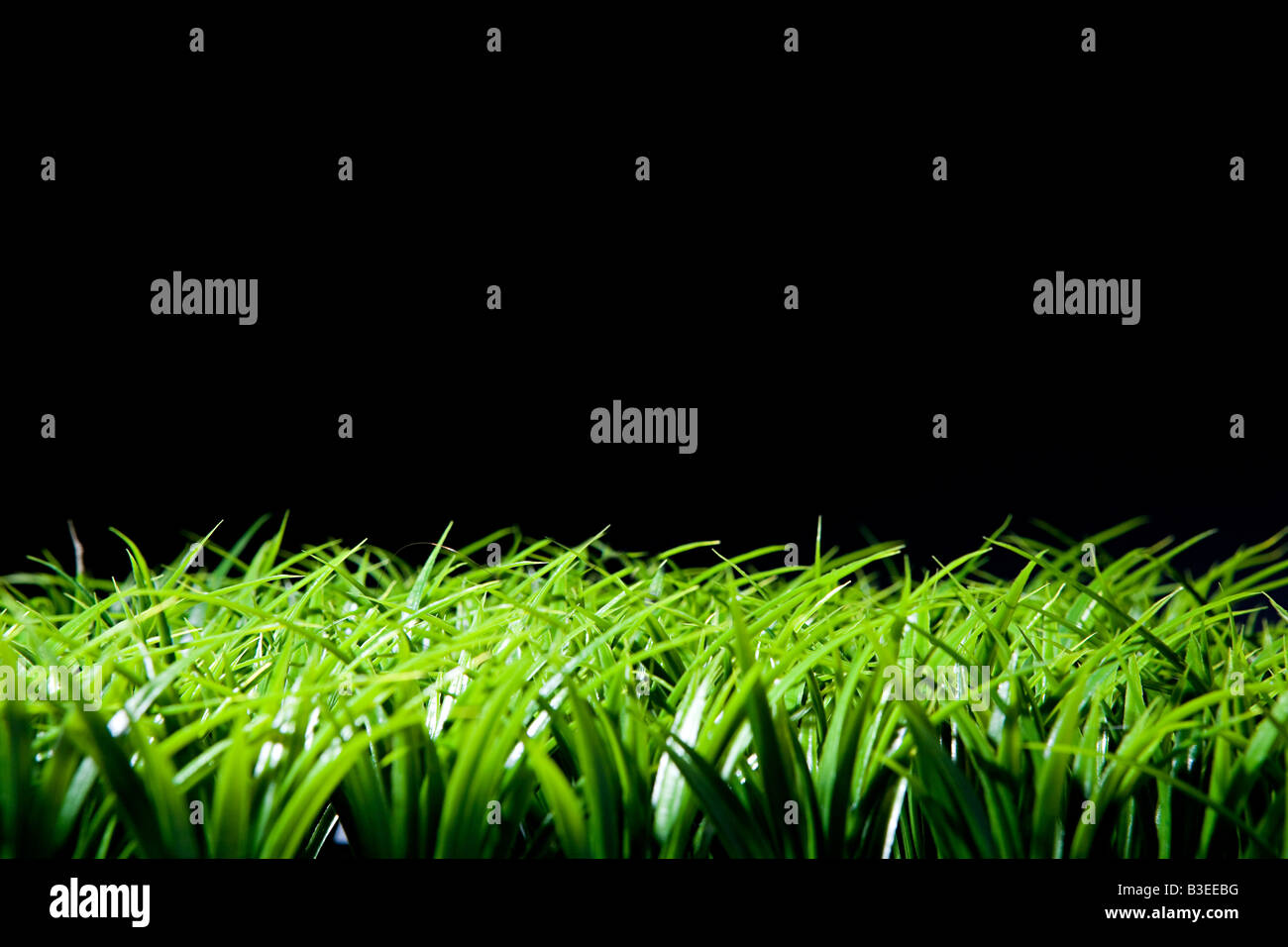 Grass und schwarzem Hintergrund Stockfoto