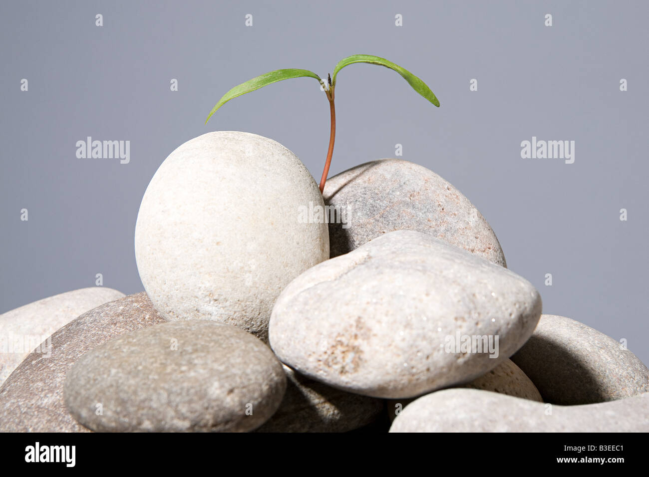 Bäumchen wachsen aus Kieselsteinen Stockfoto