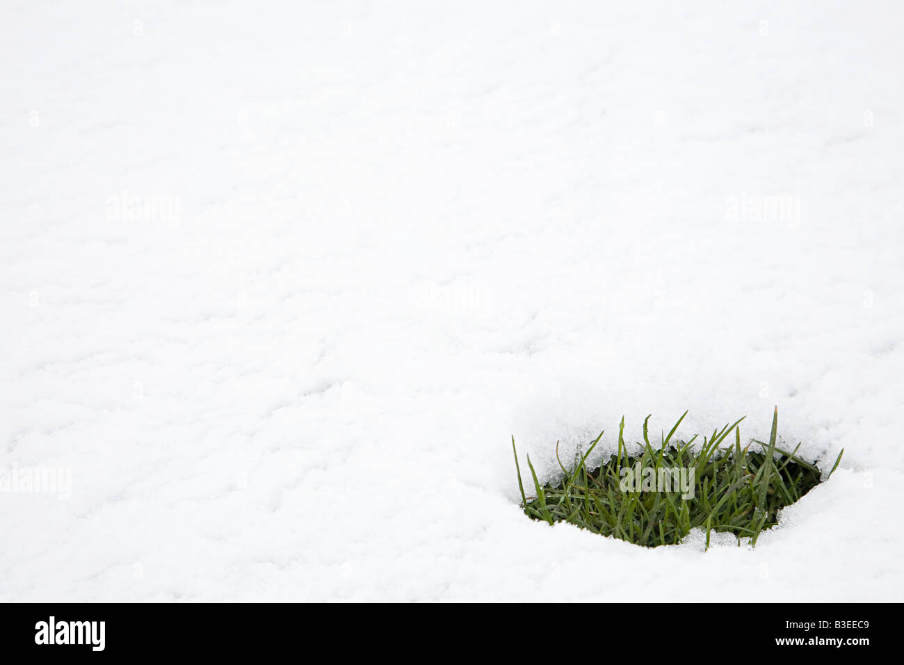 Wiese in Schneeschmelze Stockfoto