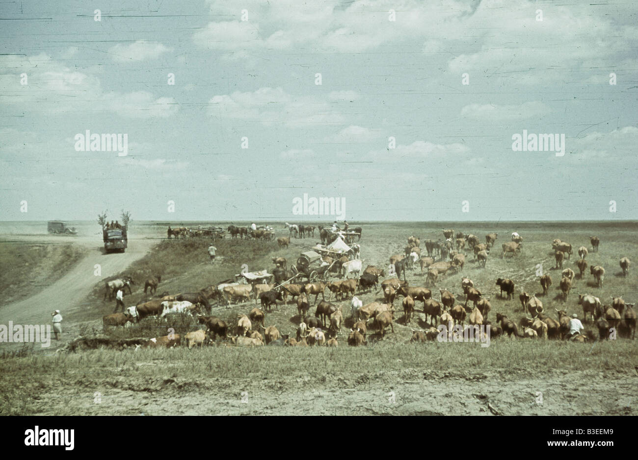Rinder in den Steppen / WWII / 1941 Stockfoto
