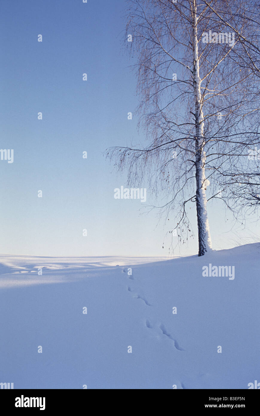 Friedliche Winterlandschaft Stockfoto